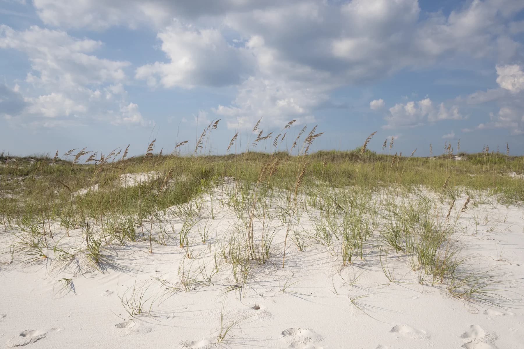 White sand, sea oats, and a bright blue sky on the coast